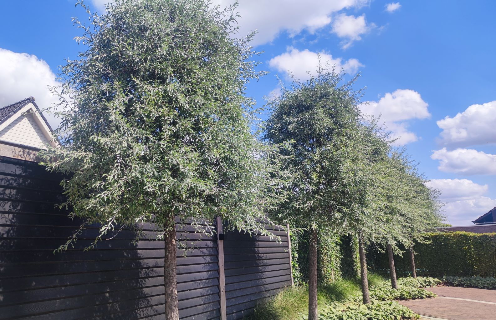 Prunus salic. Pendula -Aronie Arbo-2